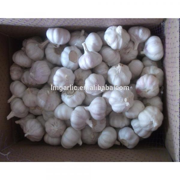 2017 corp Normal White Garlic / Alho from Jinxiang Liming J10