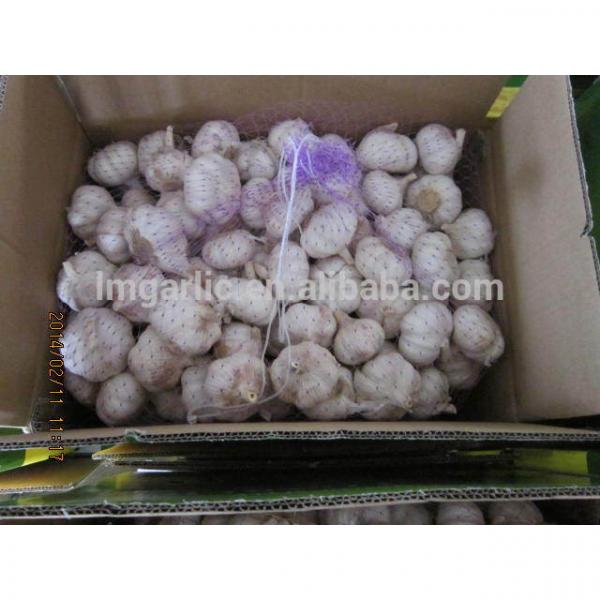 2017 Fresh Garlic / Alho from Jinxiang Liming Food J10