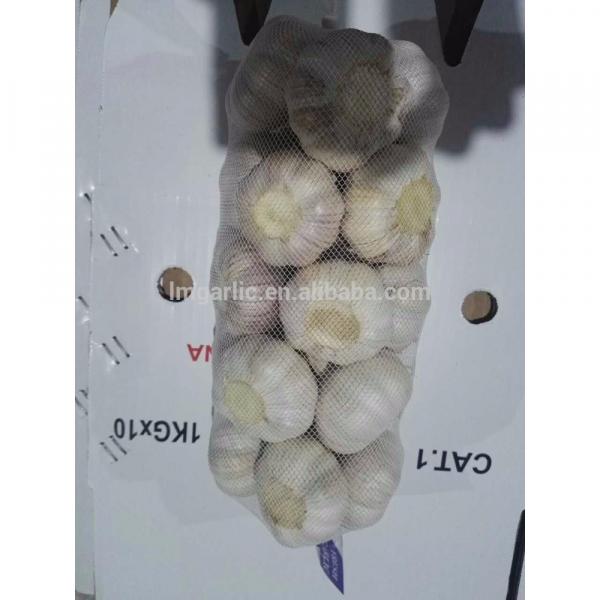 2017 Fresh Garlic / Alho from Jinxiang Liming J10