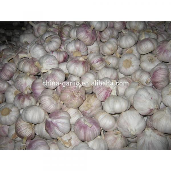 Chinese 2017 New Crop Fresh Garlic Price