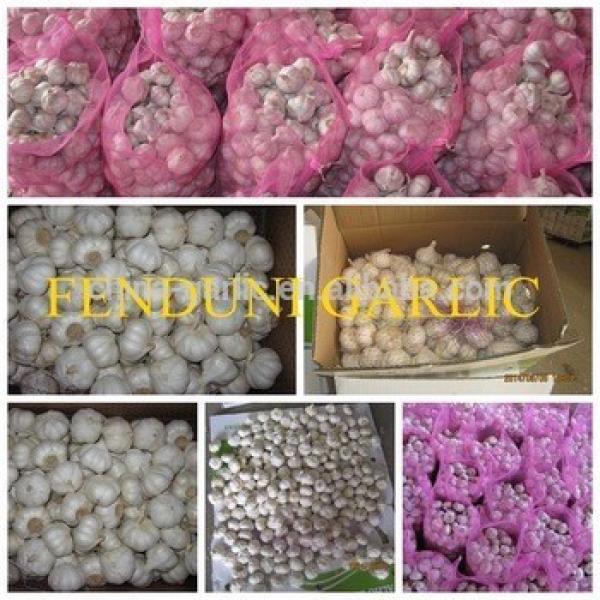 Supply China Garlic New Season 2017 Crop - cheap price