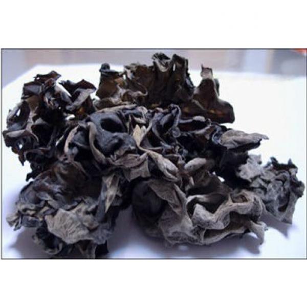 2015 New black fungus