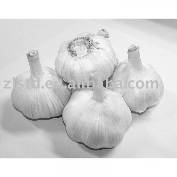 Jinxiang Garlic