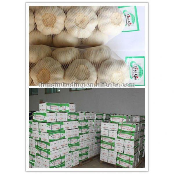 2017 Chinese new crop garlic