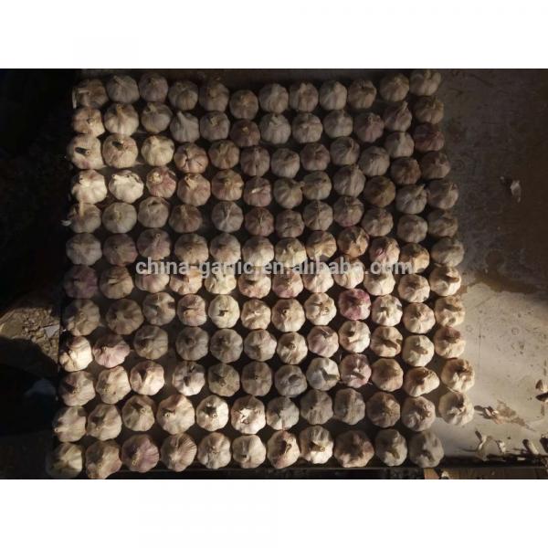 Supply China Garlic New Season 2017 Crop - cheap price