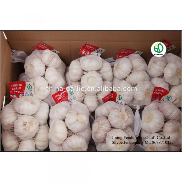 Fresh Ajo En Caja Price From China