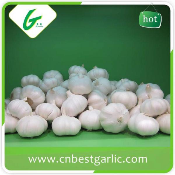 5.5cm white fresh chinese cheap garlic price