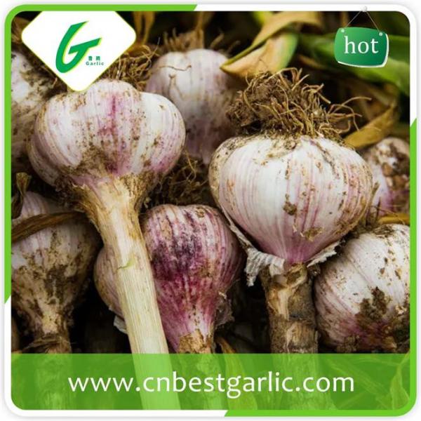 High quality nromal white natural garlic