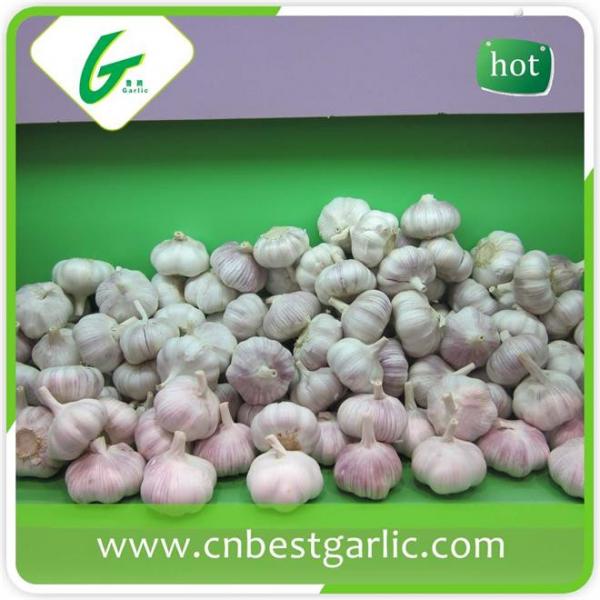 China fresh white garlic for wholesales with cheap price