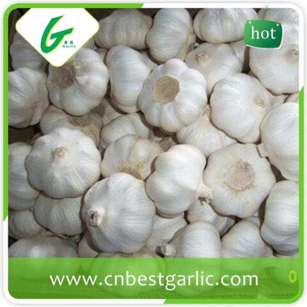 High quality nromal white natural garlic