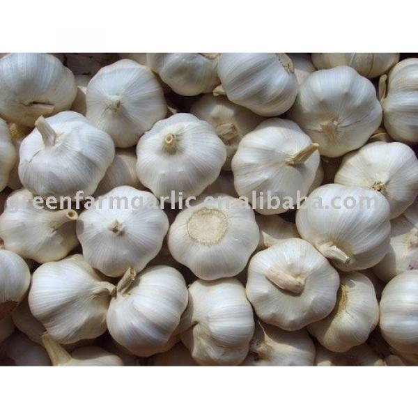 white garlic 3pcs