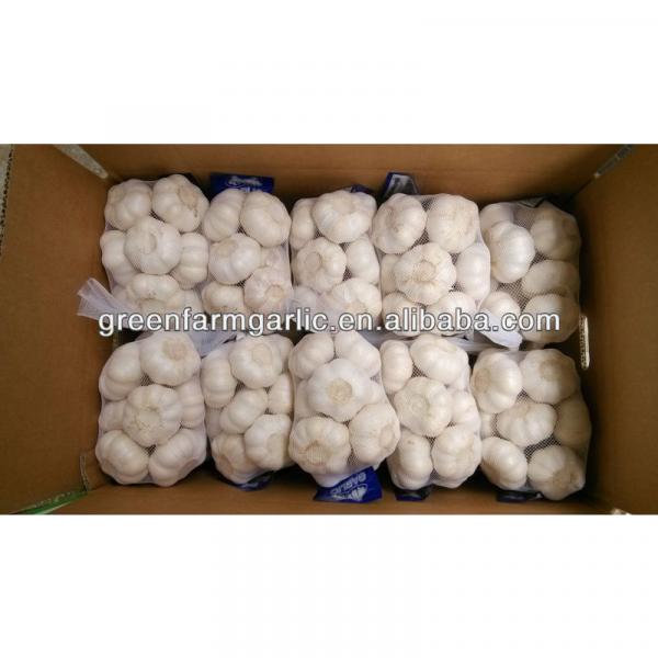 pure white garlic 1kg bag,10kg carton