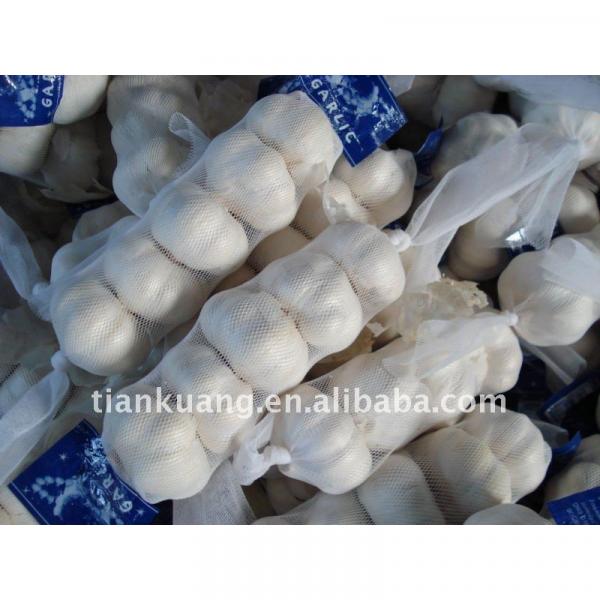 chinese pure white garlic